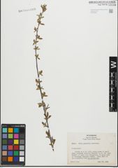 Foto von Salix geyeriana Andersson